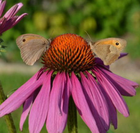 Echinacea purpurea 'Magnus'