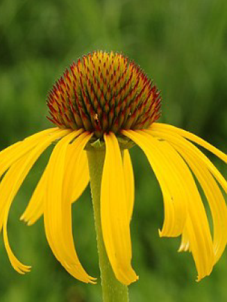 Echinacea paradoxa