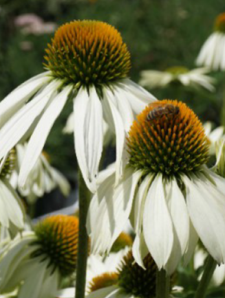 Echinacea purpurea Alba