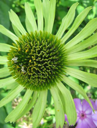 Echinacea purpurea Green Jewel