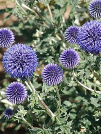 Echinops ritro