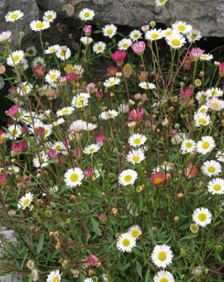 Erigeron karvinskyanus