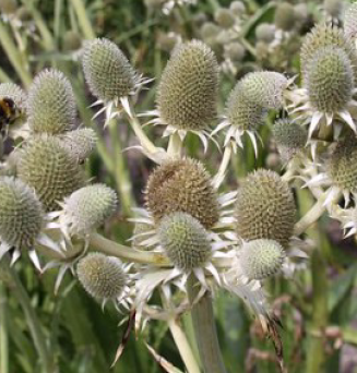 Eryngium agavifolium