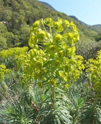 Euphorbia characias