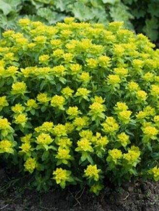 Euphorbia polychroma