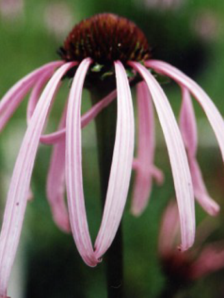 echinacea pallida