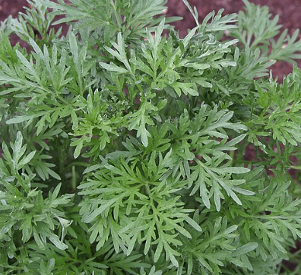 Absinthe - Artemisia absinthium