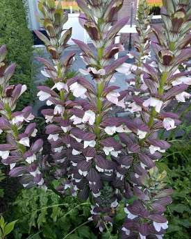 Acanthus mollis