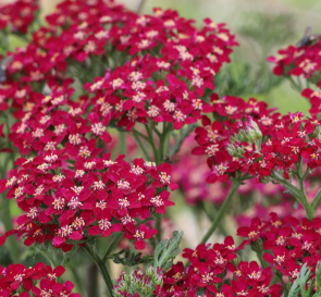 Achillea millefolium 'Cassis'