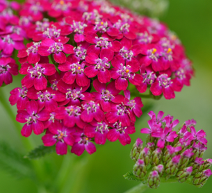 Achillea millefolium 'Cerise Queen'