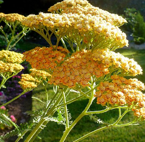 Achillea millefolium 'Terracotta'