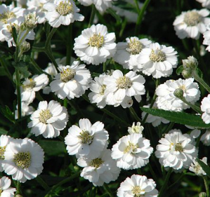 Achillea ptarmica 'Pearl Group'