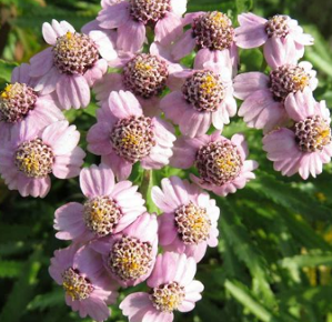 Achillea sibirica var. camchatica 'Love Parade'