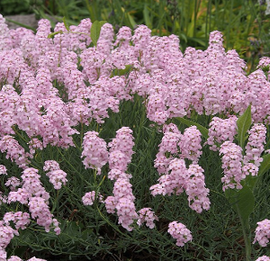Aethionema grandiflorum