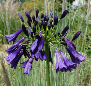 Agapanthus 'Black Magic'