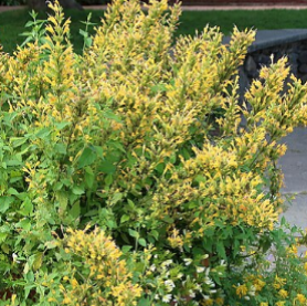 Agastache 'Kudo's Yellow'
