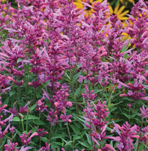 Agastache 'Rosie Posie'