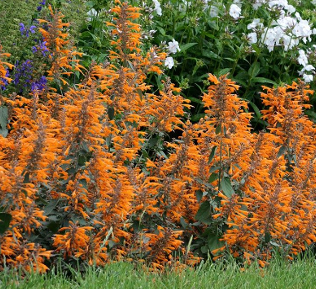 Agastache aurantiaca