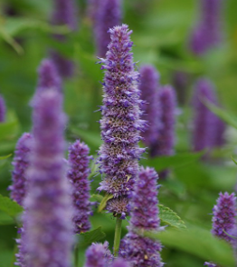 Agastache rugosa