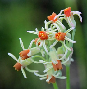 Ail d'Afrique du Sud - Tulbaghia leucantha