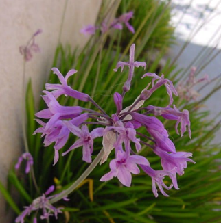 Ail d'Afrique du Sud - Tulbaghia violacea