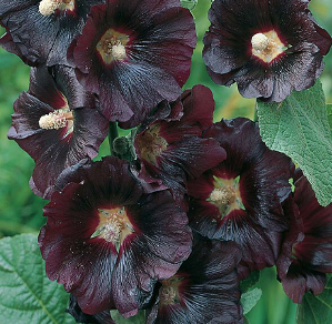 Alcea rosea 'Nigra'