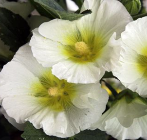 Alcea rosea hybr. 'Spotlight Series Polarstar'