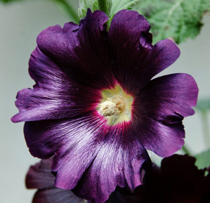 Alcea rosea hybr. 'Spotlight Series Purple Rain'