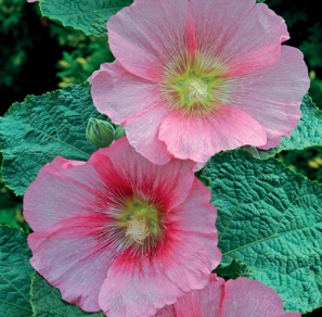 Alcea rosea hybr. 'Spotlight Series Radiant Rose'