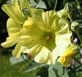 Alcea rugosa