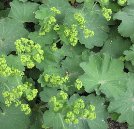 Alchemilla mollis