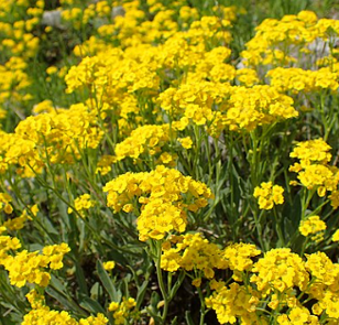 Alyssum saxatile