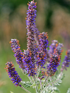 Amorpha canescens