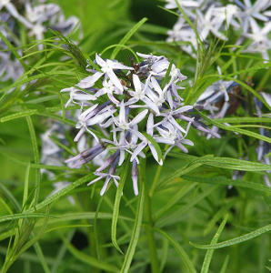 Amsonia hubrichtii