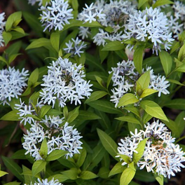 Amsonia x tabernaemonatana 'Blue Ice'