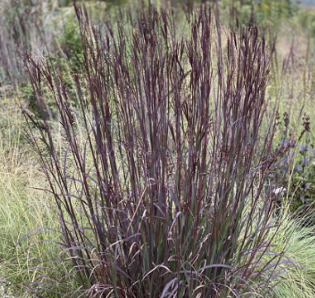 Andropogon gerardii 'BlackHawks'