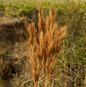 Andropogon glomeratus