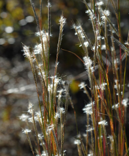 Andropogon ternarius