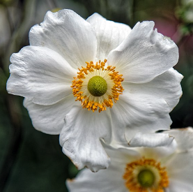 Anemone japonica 'Honorine Jobert'