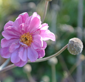 Anemone japonica 'Pamina'