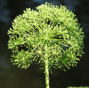 Angelica archangelica