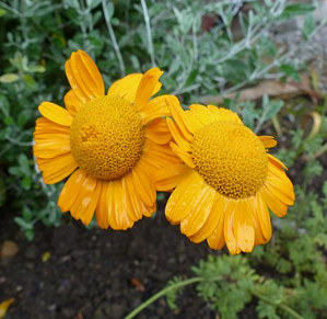 Anthemis sancti-johannis