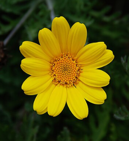 Anthemis tinctoria