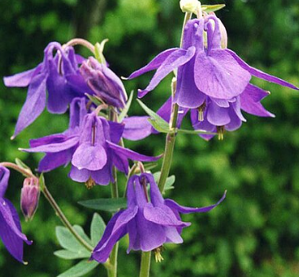 Aquilegia alpina