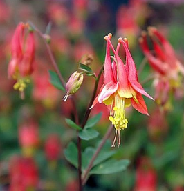 Aquilegia canadensis