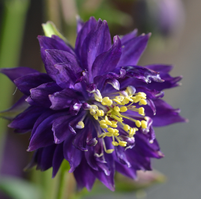 Aquilegia vulgaris 'Christa Barlow'