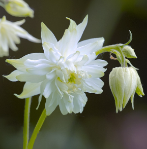 Aquilegia vulgaris 'Green Apple'