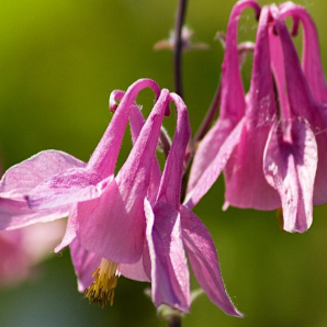 Aquilegia vulgaris 'Heidi'