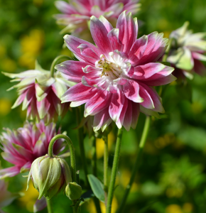 Aquilegia vulgaris 'Nora Barlow'