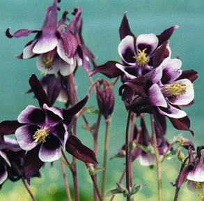 Aquilegia vulgaris 'William Guiness'